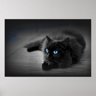 Yeux Bleu Minuit — Affiche d'Art Mural Chat Noir