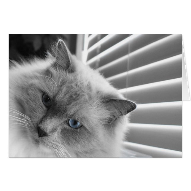 Yeux bleus (Devant horizontal)