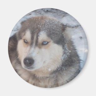 Yeux bleus Husky Magnet