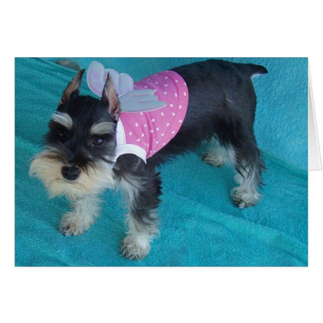 Yeux d'ange de Schnauzer (Devant horizontal)