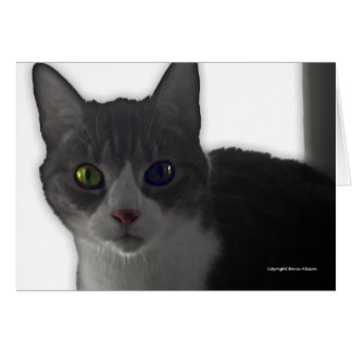 Yeux de chat