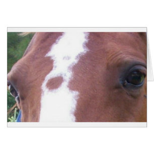 yeux de cheval