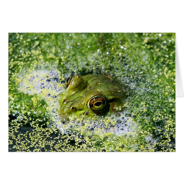 Yeux de grenouille (Devant horizontal)