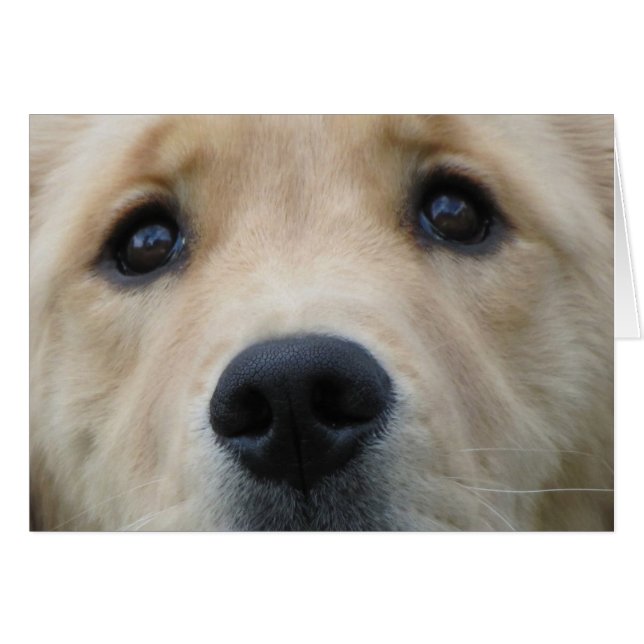 Yeux d'or (Devant horizontal)