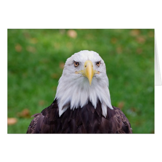 Yeux d'un aigle (Devant horizontal)