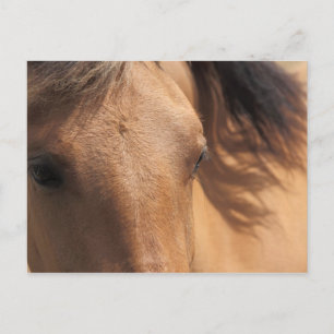 Yeux d'une carte postale Cheval Brown