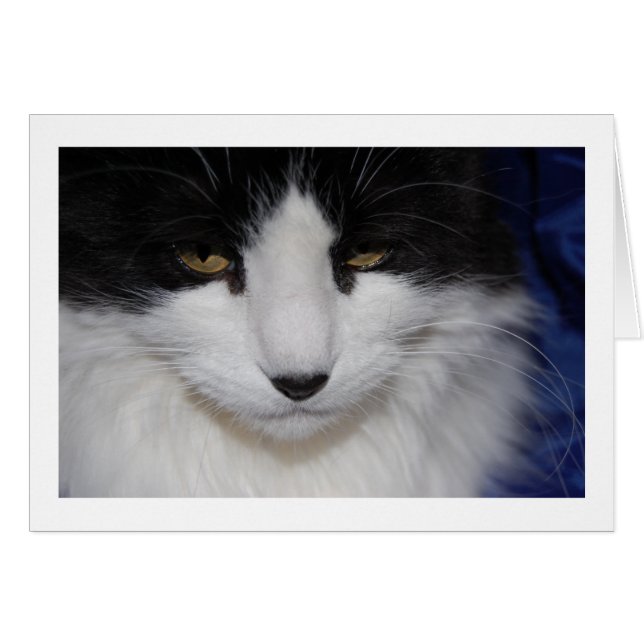 Yeux foncés de chat (Devant horizontal)