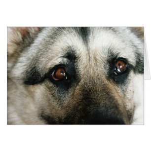 Yeux hauts étroits d'Australien