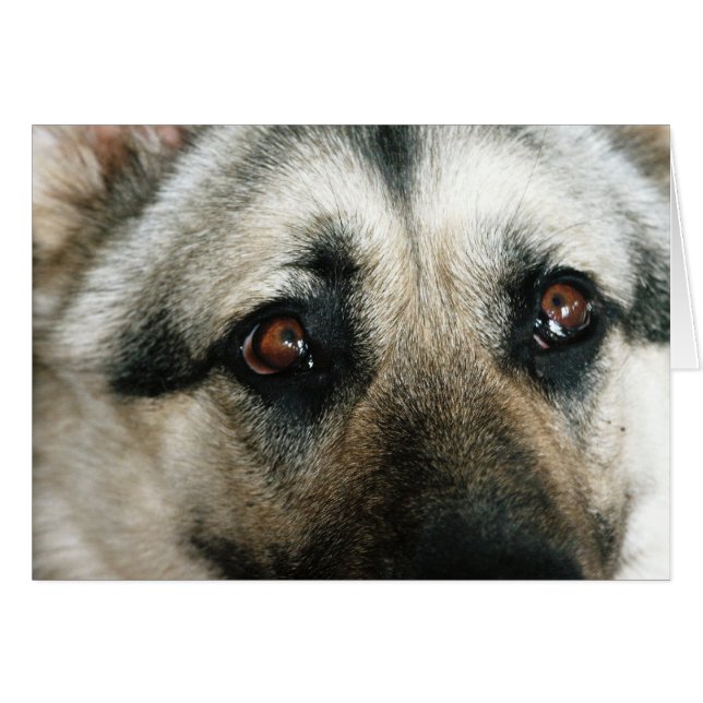 Yeux hauts étroits d'Australien (Devant horizontal)