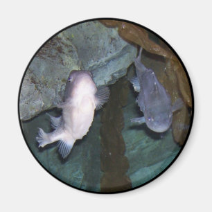 Yin Yang Fish Foto Magnet