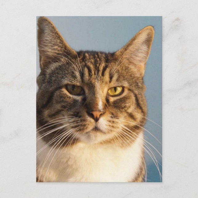 Yoda Postkarte (Vorderseite)