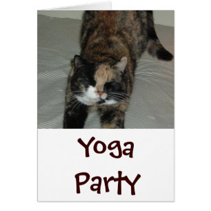 Yoga Cat