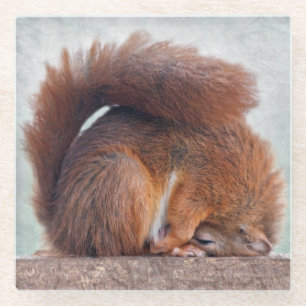 Yoga-Eichhörnchen-Glas-Untersetzer Glasuntersetzer