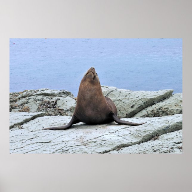 Yoga Fur Siegel Poster (Vorne)