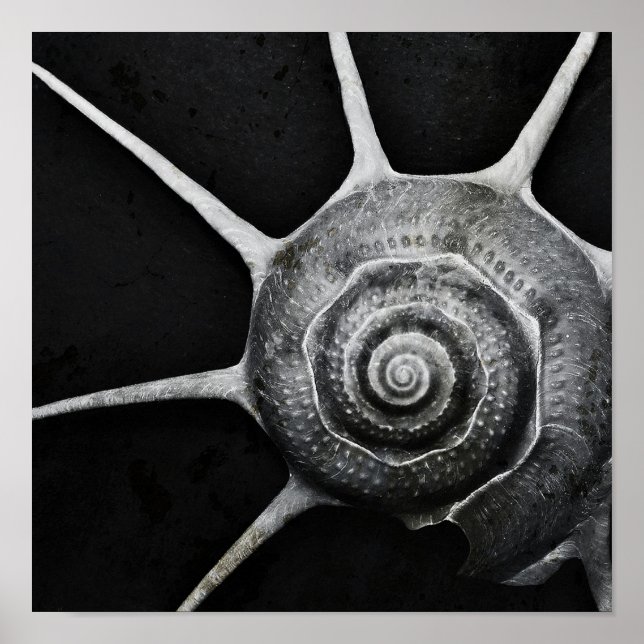 Yoka Muschel Poster (Vorne)