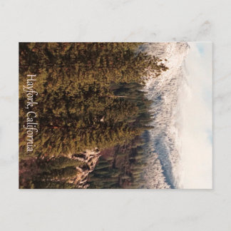 Yolla Bollies mit frischem Schnee... Postkarte