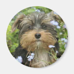 York Terrier Magnet