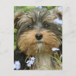 York Terrier Postcard Postkarte