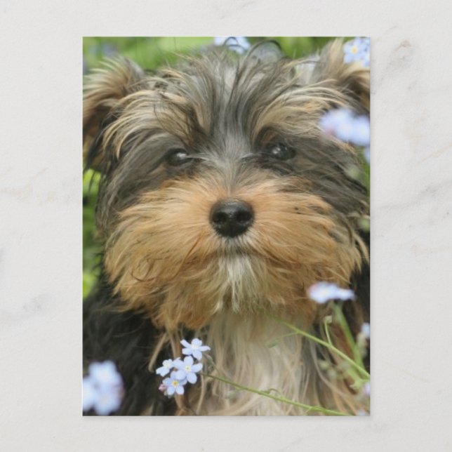 York Terrier Postcard Postkarte (Vorderseite)