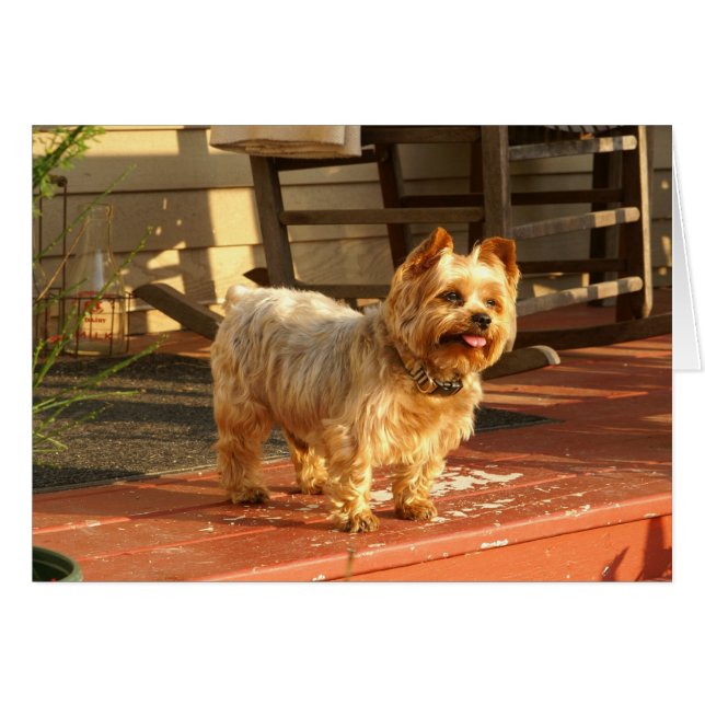 Yorkie (Devant Horizontal)