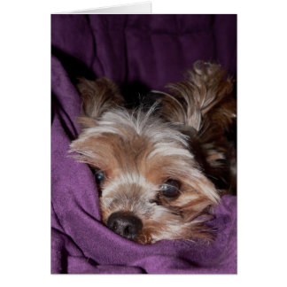 Yorkie