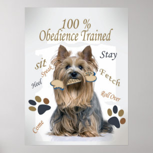 Yorkie 100% Gehorsam bildete Plakat aus