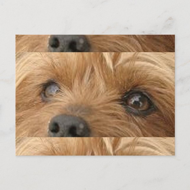 Yorkie Augen Postkarte (Vorderseite)