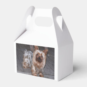 yorkie blau und braun voll.JPG Geschenkschachtel
