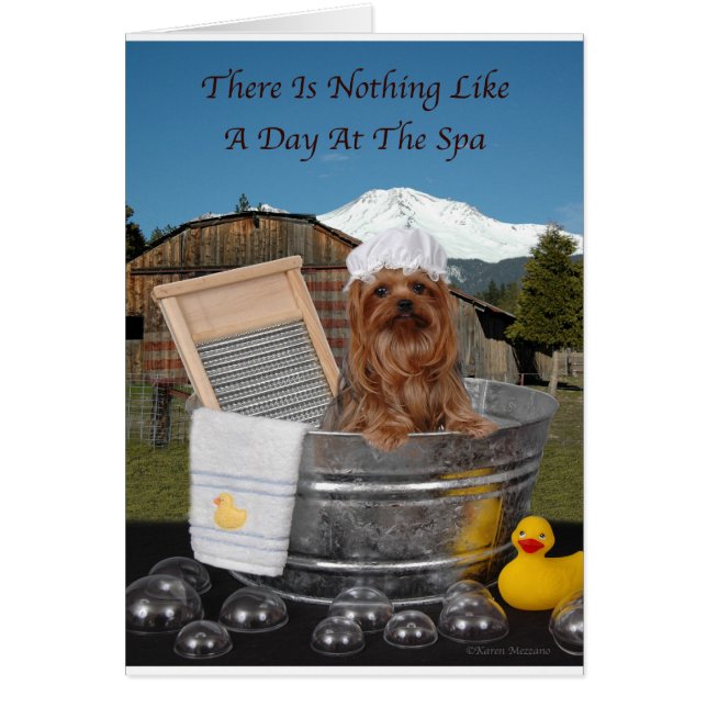 Yorkie Day Au Spa (Devant)