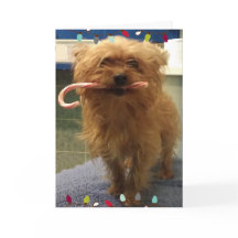 Yorkie-Hund-Candy-Cane-Weihnachtskarte