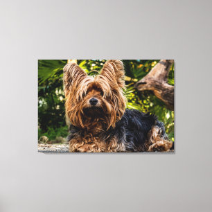 Yorkie HundeLeinwand Leinwanddruck