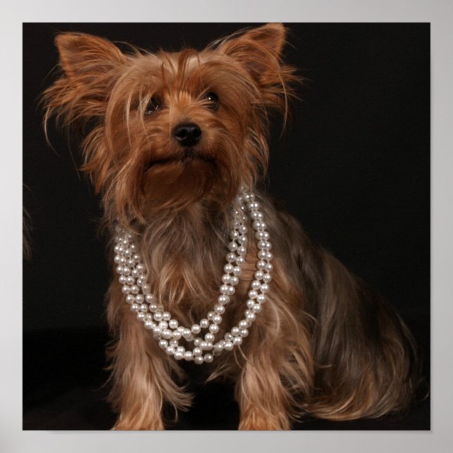 Yorkie in Pearls Poster (Vorne)