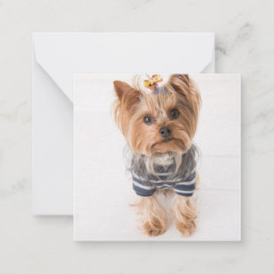 Yorkie-in-Pullover Mitteilungskarte