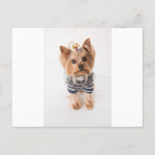 Yorkie-in-Pullover Postkarte