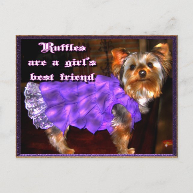 Yorkie in Ruffles Postcard Postkarte (Vorderseite)