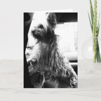 Yorkie Karte