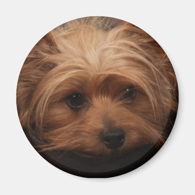 Yorkie Magnet (Vorne)