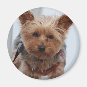 Yorkie Magnet