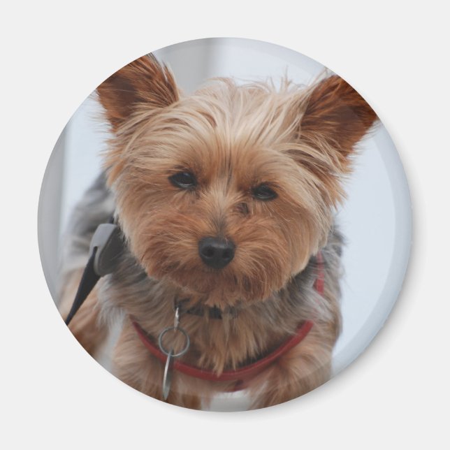 Yorkie Magnet (Devant)