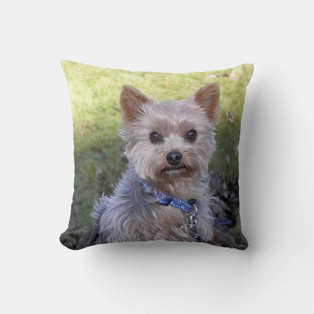Yorkie mit blauem Kragen Kissen (Vorderseite)