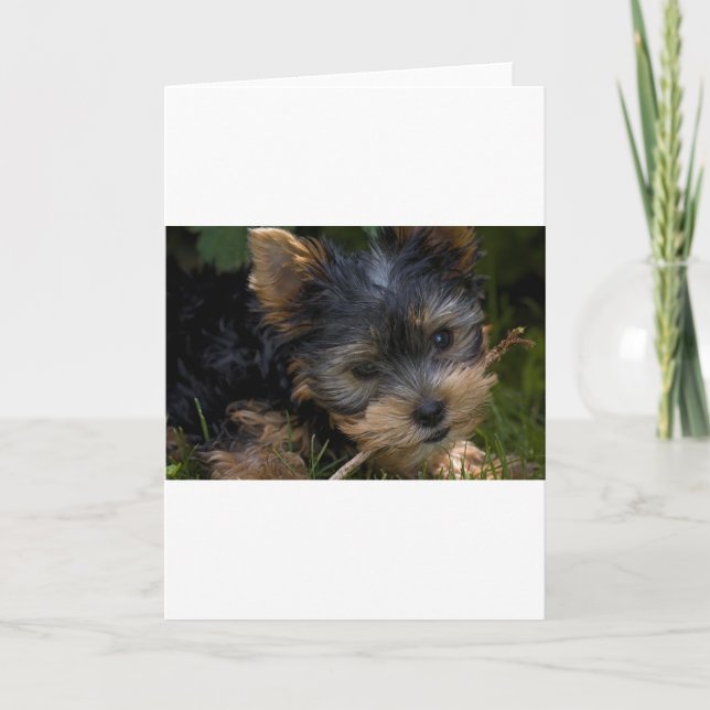 Yorkie mit Stock Karte (Vorderseite)