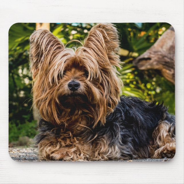 Yorkie Mousepad (Vorne)