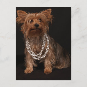 Yorkie Pearls Postcard Postkarte