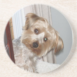 Yorkie Peeking um die Ecke Untersetzer