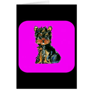 Yorkie Poo