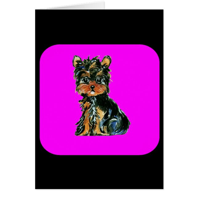 Yorkie Poo (Devant)