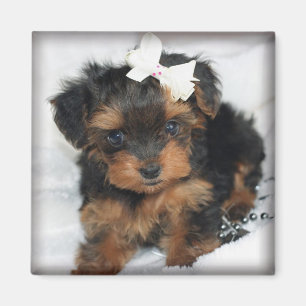 Yorkie-Poo Magnet Carré