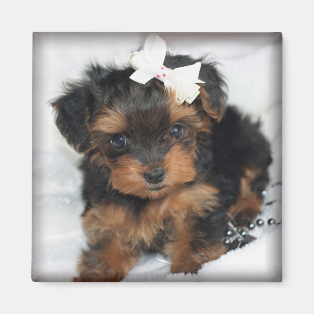 Yorkie-Poo Magnet Carré (Devant)