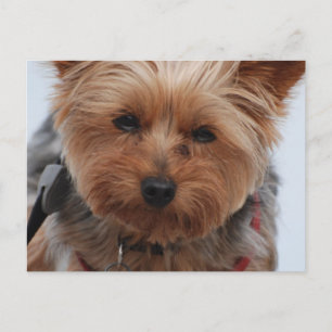 Yorkie Postcard Postkarte