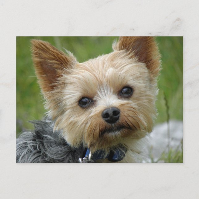 Yorkie Postkarte (Vorderseite)